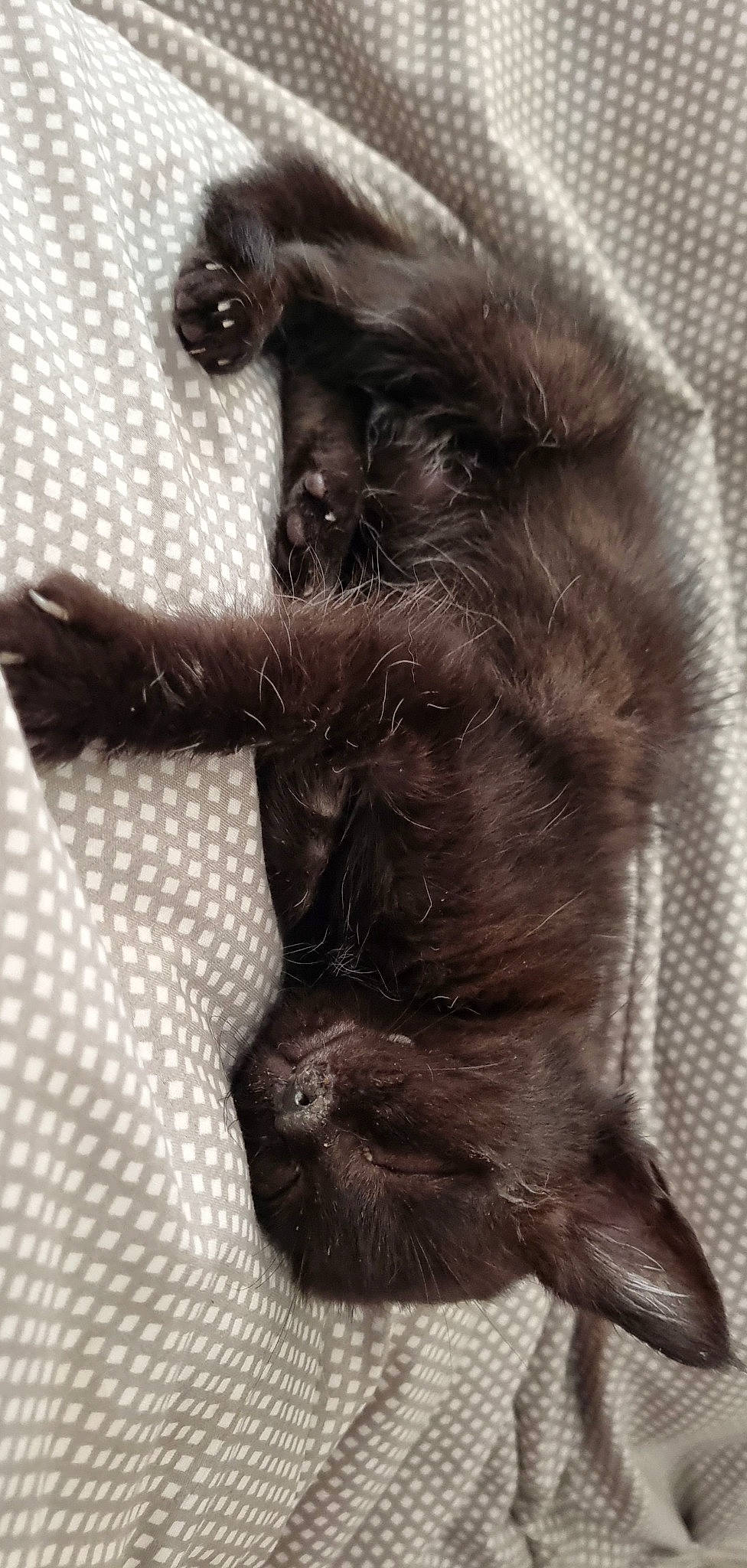 Lady participe au concours pour gagner de l'argent avec cette photo : carnivore, cat, claw, comfort, dog_breed, domestic_short_haired_cat, ear, felidae, foot, fur, gesture, human_leg, liver, paw, small_to_medium_sized_cats, snout, sporting_group, tail, terrestrial_animal, whiskers