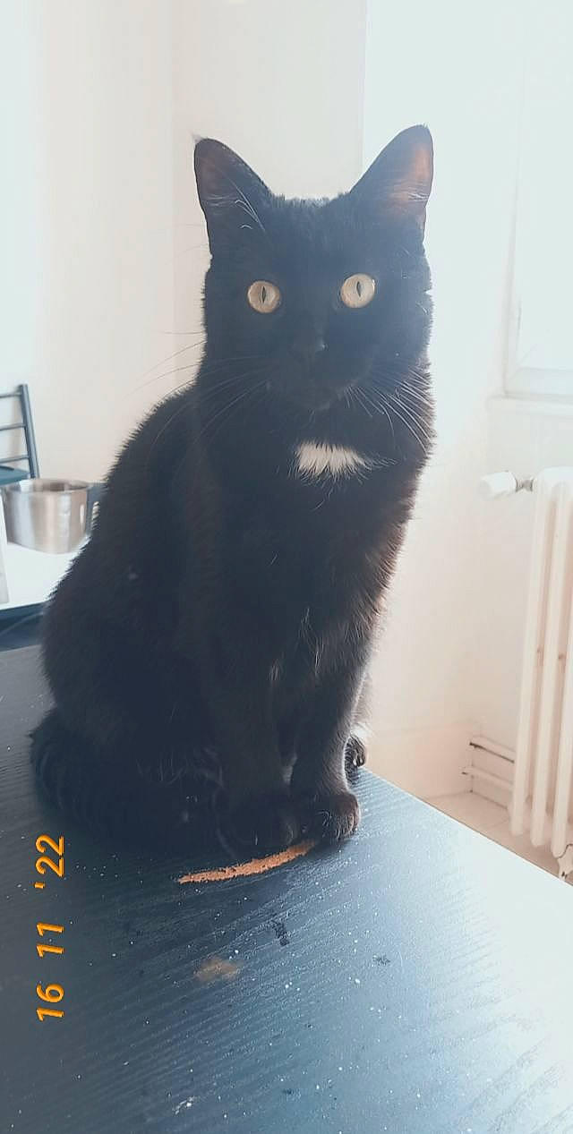 Lady participe au concours pour gagner de l'argent avec cette photo : black_cat, carnivore, cat, cat_furniture, cat_supply, claw, domestic_short_haired_cat, felidae, flooring, fur, grey, iris, paw, small_to_medium_sized_cats, snout, stairs, tableware, tail, whiskers, window