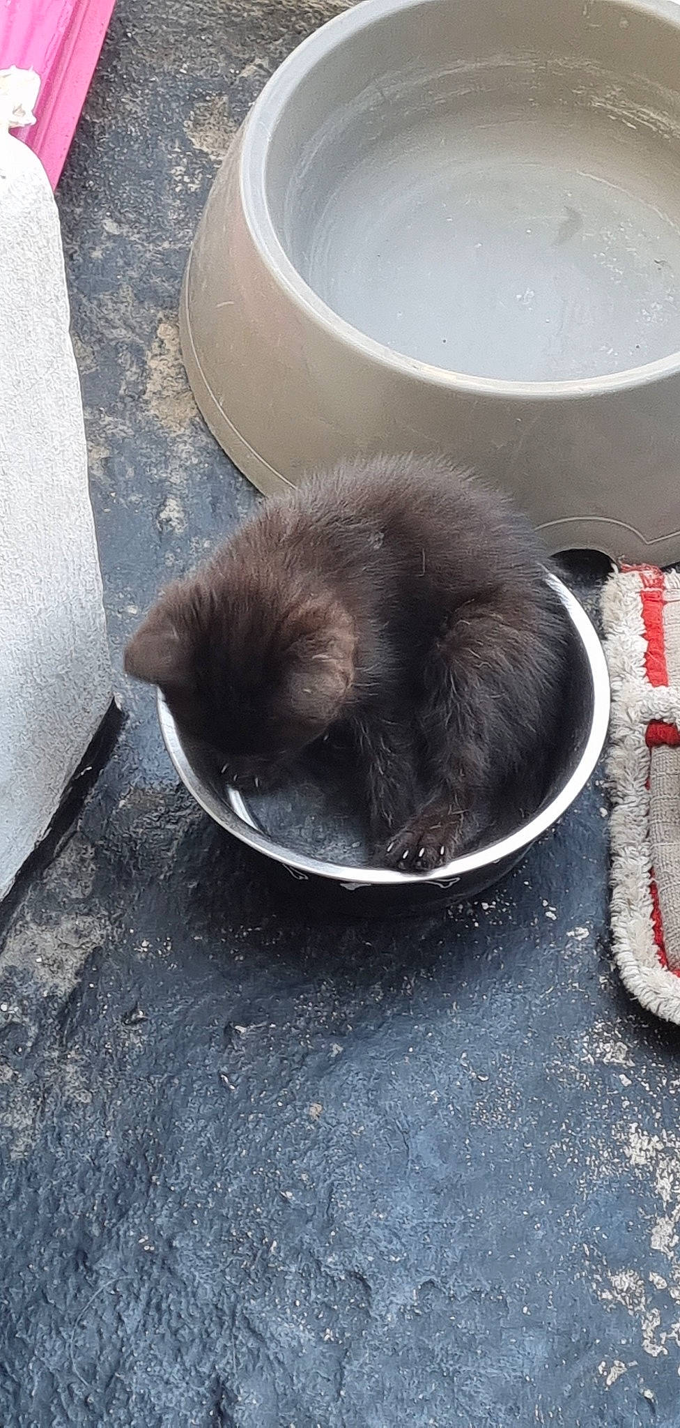 Lady a rejoint le concours — aidez-le/la à gagner de superbes lots ! black_cat, canidae, carnivore, cat, cat_supply, claw, dog_breed, domestic_short_haired_cat, felidae, fur, nap, paw, siamese, small_to_medium_sized_cats, snout, sporting_group, tail, terrestrial_animal, whiskers