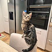 Wendy participe au concours pour gagner de l'argent avec cette photo : kitten, cat, tabby, chair, kitchen, appliance, refrigerator, oven, tile_floor, domestic, pet, curious, indoor, feline, whiskers, tail, furniture, countertop, modern, home