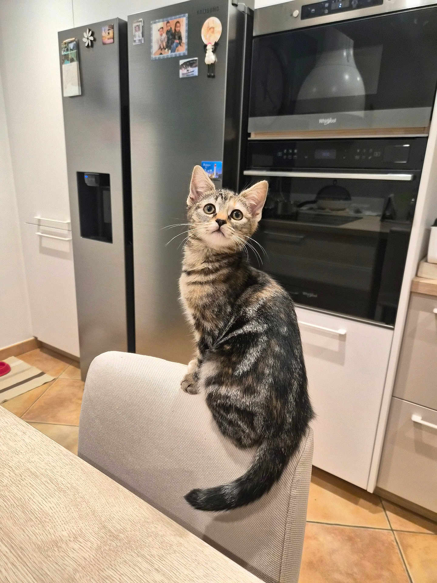 Wendy participe au concours pour gagner de l'argent avec cette photo : kitten, cat, tabby, chair, kitchen, appliance, refrigerator, oven, tile_floor, domestic, pet, curious, indoor, feline, whiskers, tail, furniture, countertop, modern, home