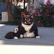 Miss Kitty is registered to the contest to win money with this photo: cat, black_and_white, fluffy, sitting, outdoor, flowers, pink_flowers, tree, relaxed, nature, garden, pet, animal, fur, whiskers, tail, daylight, house, wall, window