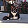 Miss Kitty