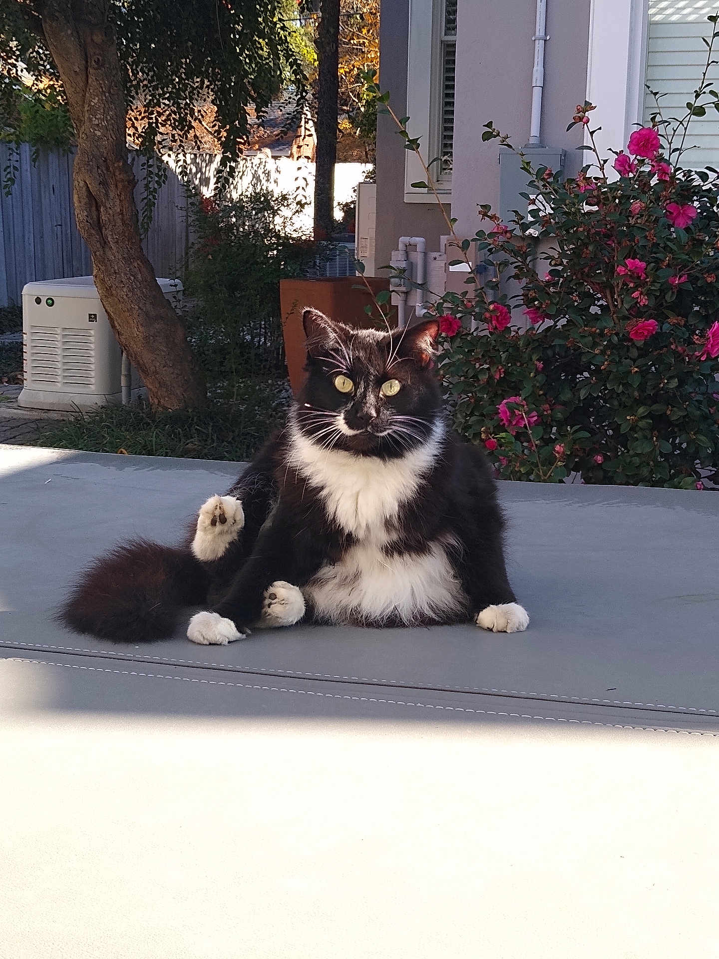 Miss Kitty is registered to the contest to win money with this photo: cat, black_and_white, fluffy, sitting, outdoor, flowers, pink_flowers, tree, relaxed, nature, garden, pet, animal, fur, whiskers, tail, daylight, house, wall, window