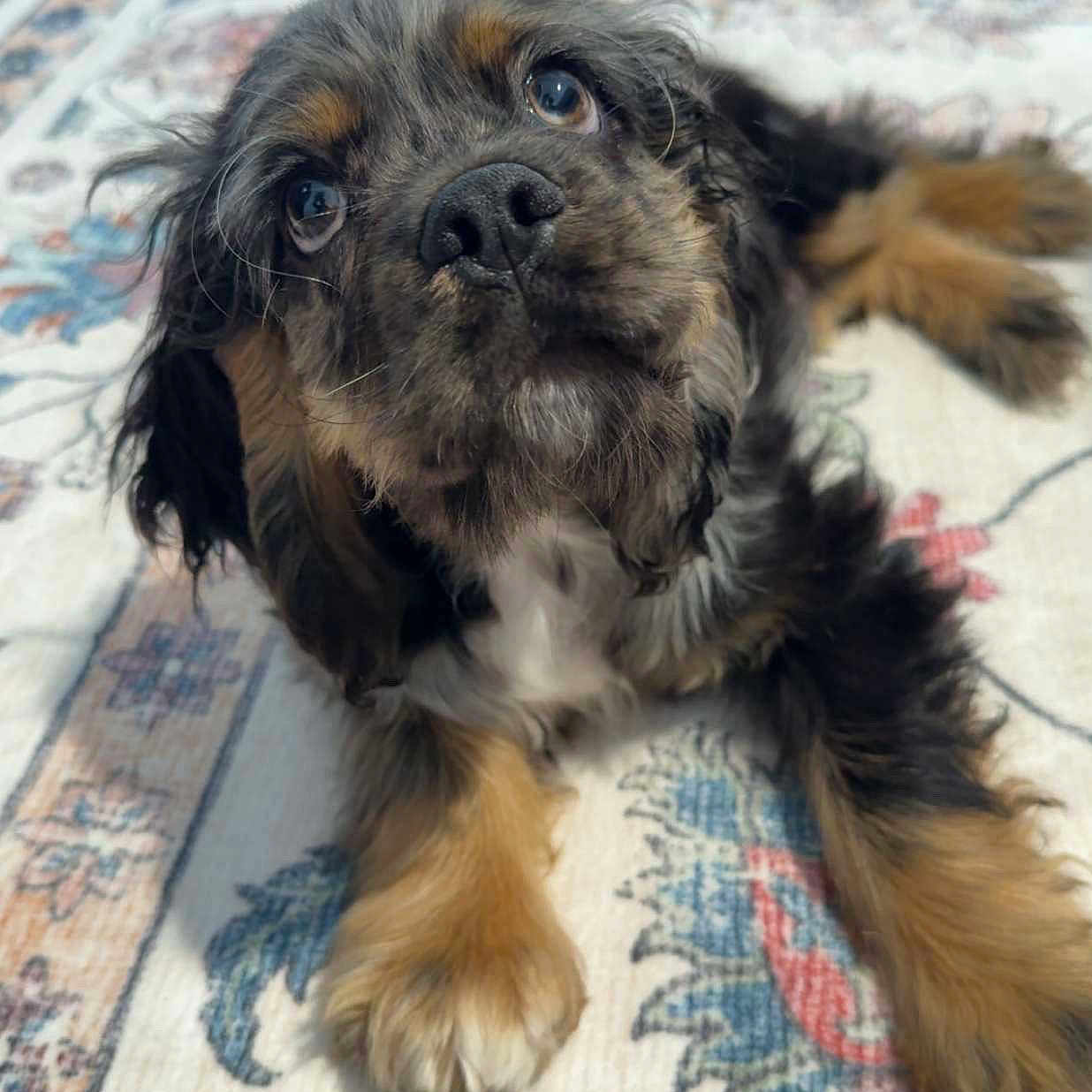 Woody joined the competition — help win amazing prizes! dog, puppy, animal, pet, cute, fur, lying_down, indoor, carpet, pattern, brown, black, white, ears, nose, eyes, paw, floor, looking_up, adorable