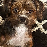 Duke joined the competition — help win amazing prizes! puppy, dog, close_up, fluffy, brown, white, black, fur, pet, cute, animal, indoor, carpet, young, portrait, sitting, eyes, face, nose, whiskers