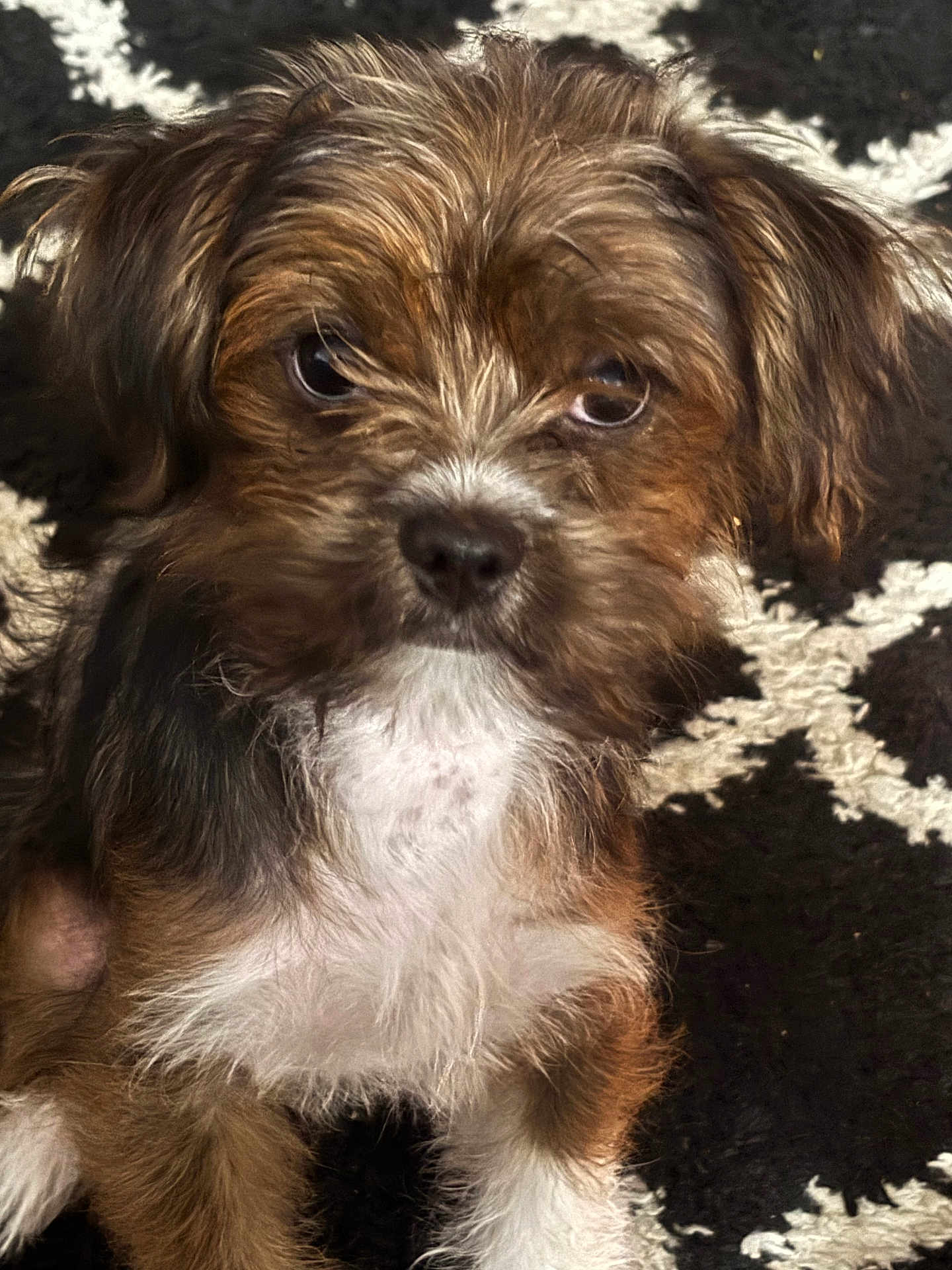 Duke joined the competition — help win amazing prizes! puppy, dog, close_up, fluffy, brown, white, black, fur, pet, cute, animal, indoor, carpet, young, portrait, sitting, eyes, face, nose, whiskers