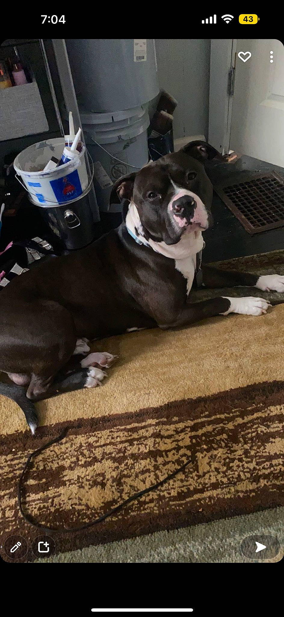 Rocko joined the competition — help win amazing prizes! boston_terrier, carnivore, collar, companion_dog, couch, dog, dog_breed, dog_collar, dog_supply, fawn, floor, flooring, grey, hardwood, leash, pet_supply, snout, sporting_group, tail, working_animal