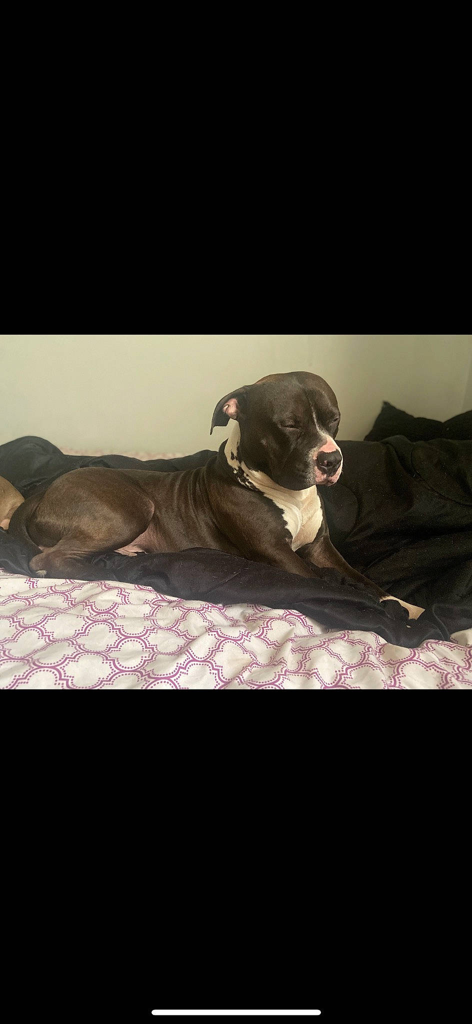 Rocko joined the competition — help win amazing prizes! bedding, canidae, carnivore, collar, comfort, companion_dog, dog, dog_breed, dog_collar, dog_supply, fawn, fur, grey, guard_dog, linens, liver, non_sporting_group, snout, sporting_group, working_animal