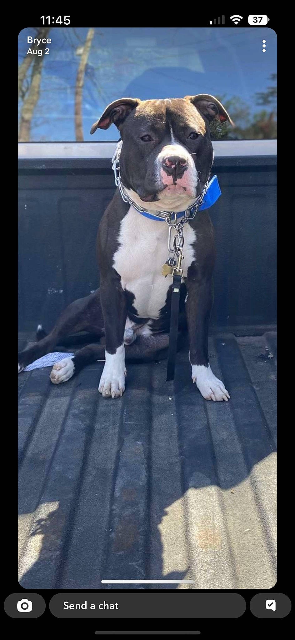 Rocko is registered to the contest to win money with this photo: canidae, carnivore, collar, companion_dog, dog, dog_breed, dog_collar, dog_supply, electric_blue, fawn, fur, leash, pet_supply, snout, sporting_group, whiskers, window, winter, working_animal, working_dog