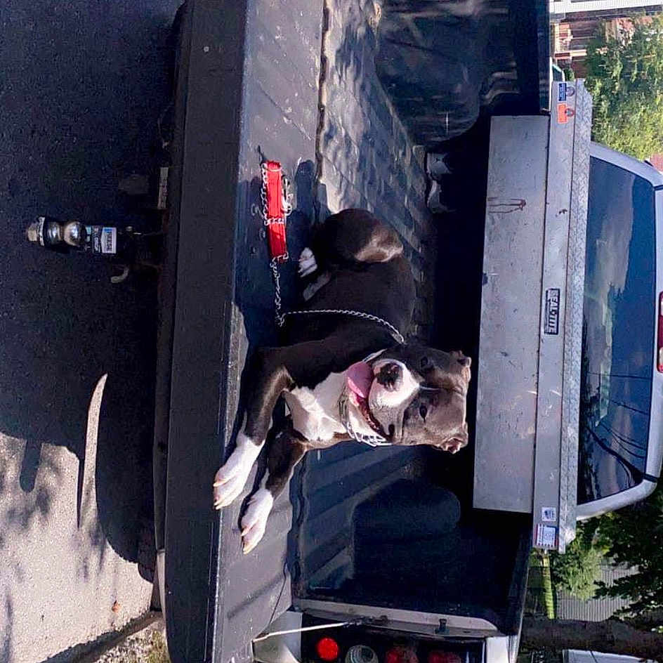 Rocko is registered to the contest to win money with this photo: auto_part, automotive_exterior, automotive_lighting, automotive_tire, automotive_wheel_system, bumper, gas, machine, motor_vehicle, plant, tire, transport, tree, vehicle, vehicle_door
