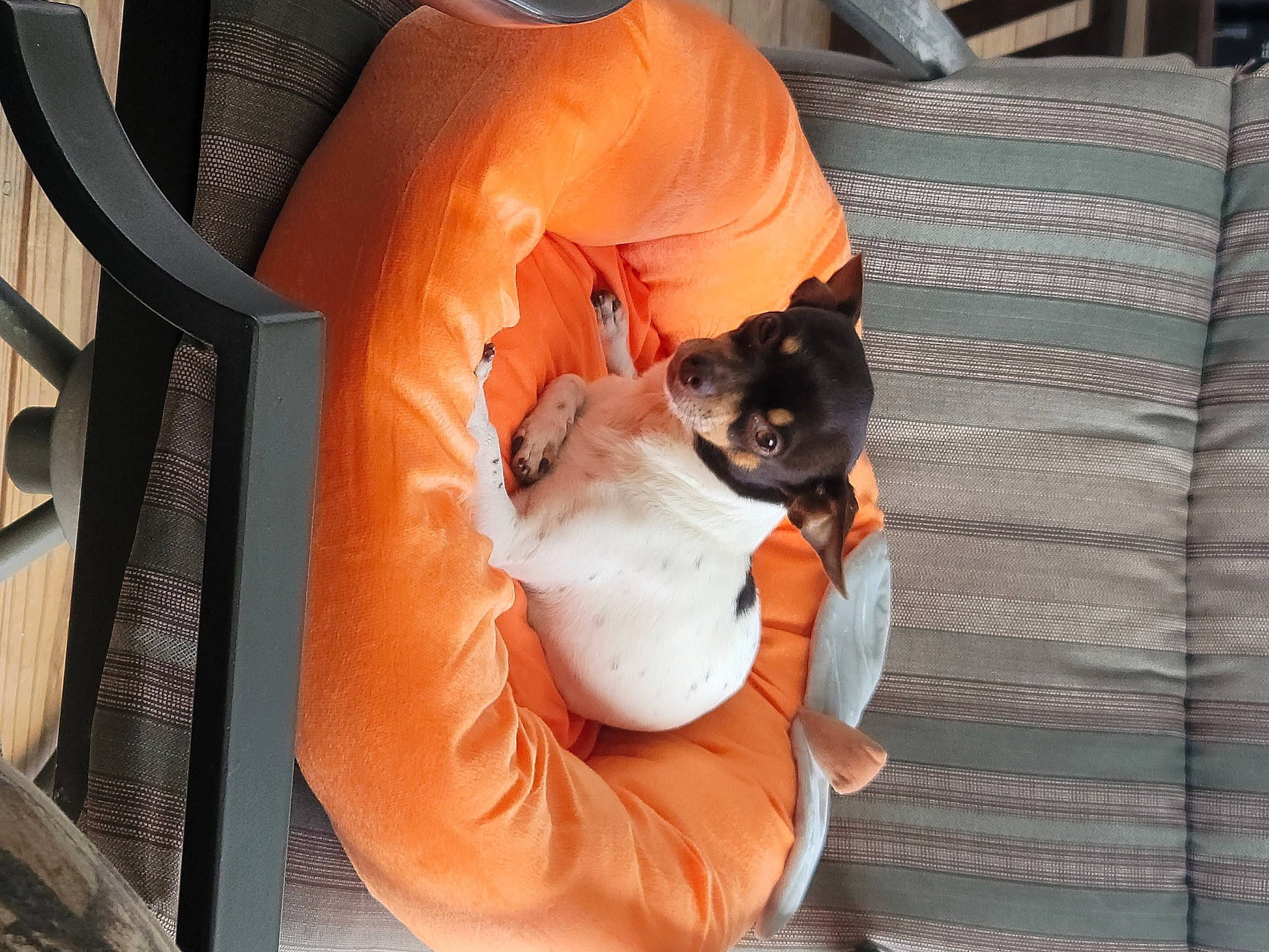 Baby joined the competition — help win amazing prizes! canidae, carnivore, comfort, companion_dog, couch, dog, dog_breed, dog_supply, fawn, felidae, fur, orange, pet_supply, small_to_medium_sized_cats, snout, sporting_group, tail, toy_dog, whiskers, wood