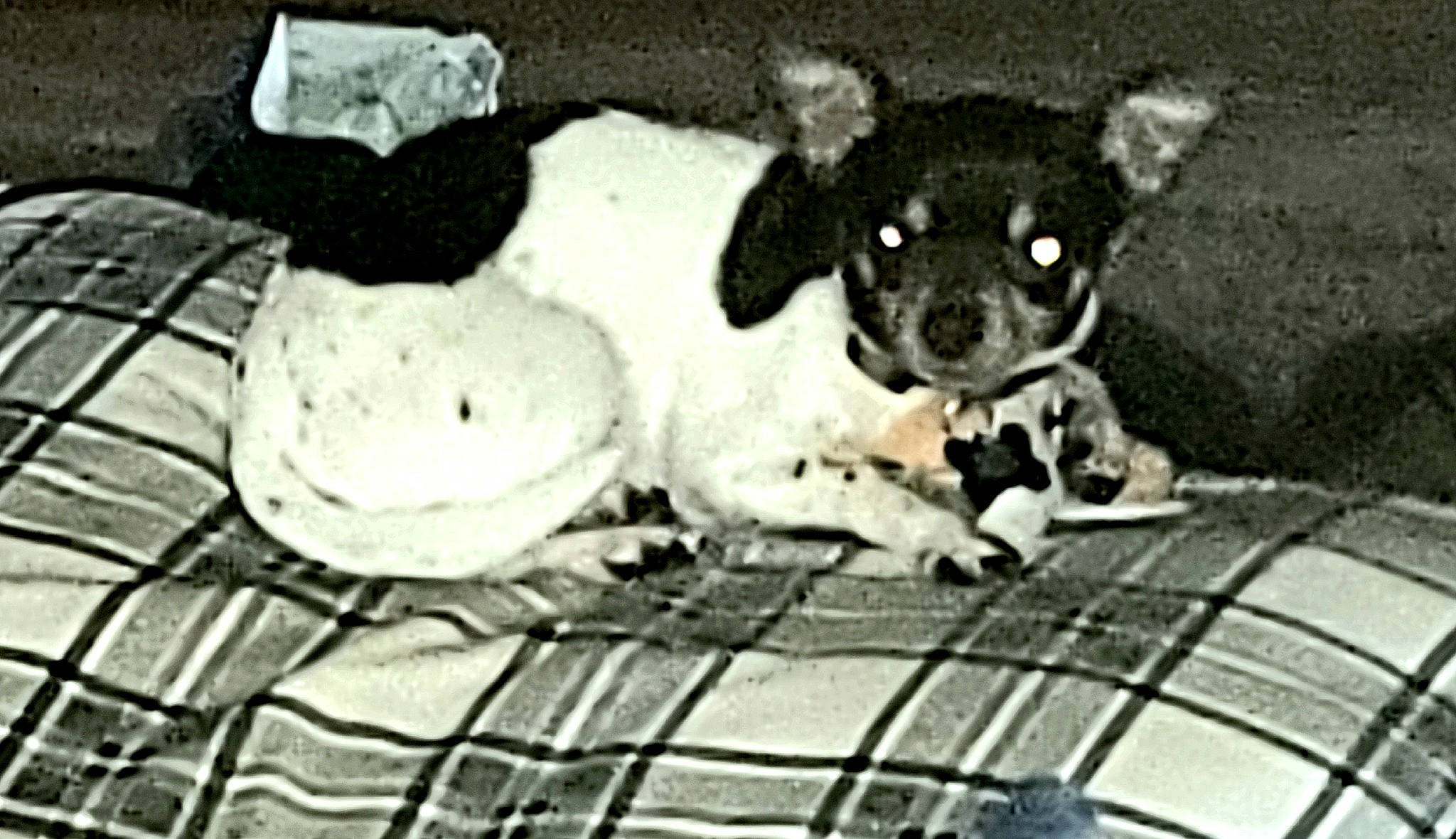 Baby joined the competition — help win amazing prizes! art, canidae, carnivore, chihuahua, circle, companion_dog, dog, dog_breed, dog_supply, drawing, metal, monochrome, monochrome_photography, paw, snout, sporting_group, terrestrial_animal, terrier, toy_dog, working_animal