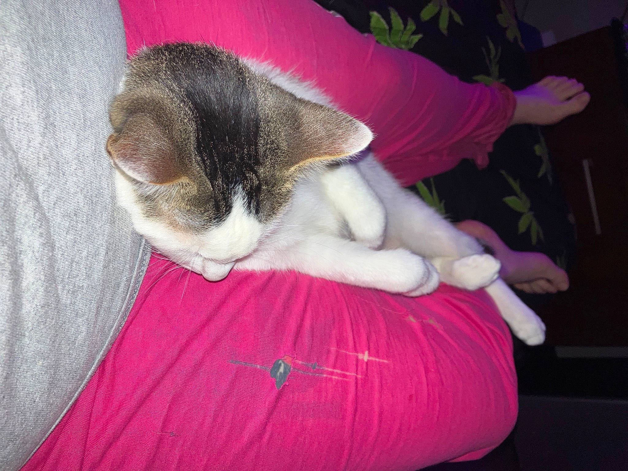 Doobie joined the competition — help win amazing prizes! beauty, carnivore, cat, cat_supply, comfort, companion_dog, dog_breed, domestic_short_haired_cat, felidae, foot, fur, human_leg, magenta, nap, paw, pink, sleep, small_to_medium_sized_cats, tail, whiskers