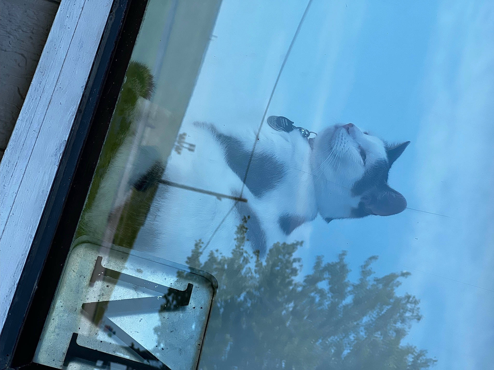 Doobie joined the competition — help win amazing prizes! art, carnivore, cat, cloud, dog, dog_breed, facade, felidae, glass, reflection, sky, small_to_medium_sized_cats, snout, tail, tints_and_shades, tree, whiskers, window, windshield, winter