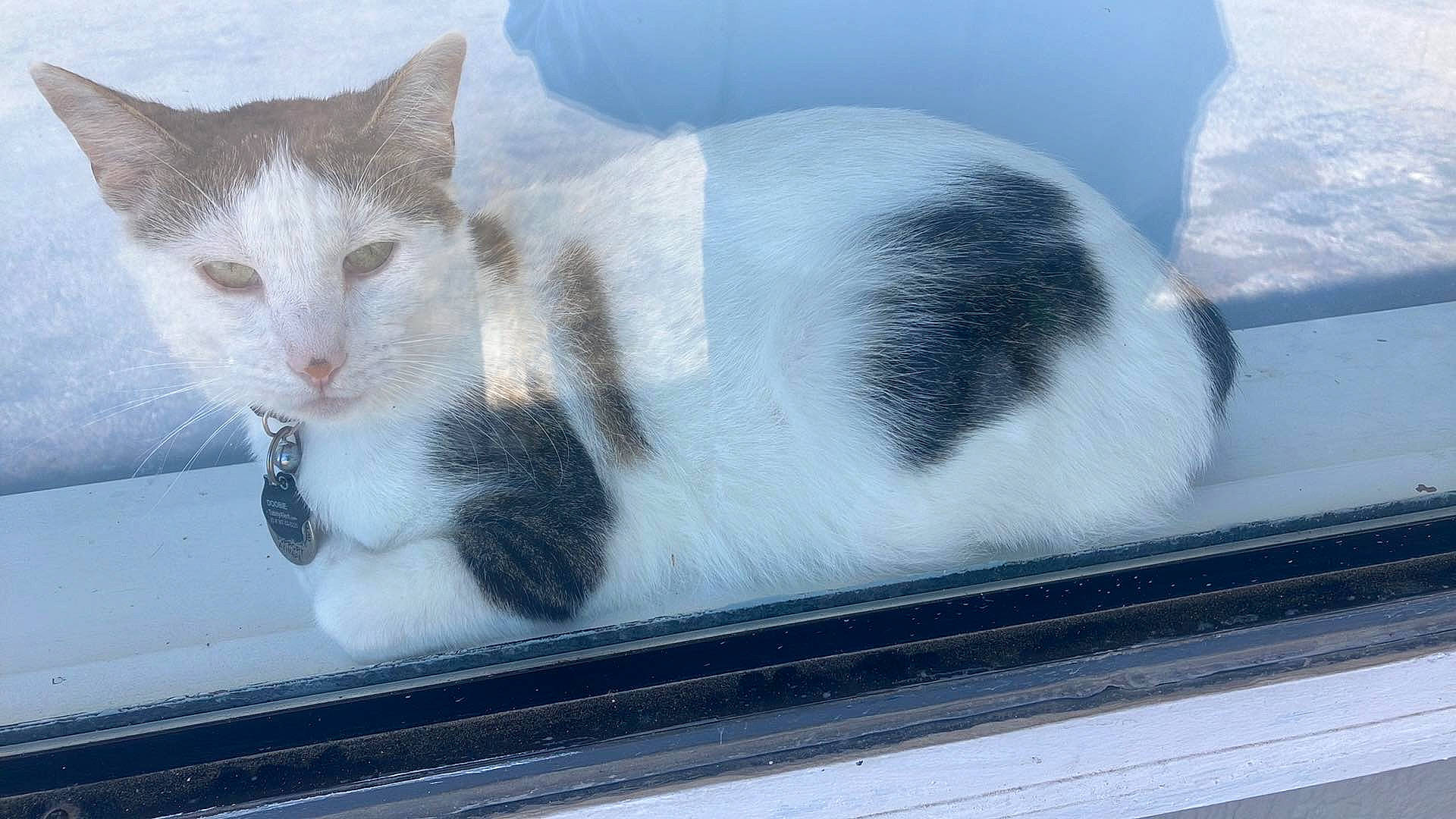 Doobie joined the competition — help win amazing prizes! automotive_exterior, carnivore, cat, domestic_short_haired_cat, felidae, fur, rectangle, small_to_medium_sized_cats, snout, tail, whiskers, window, windshield