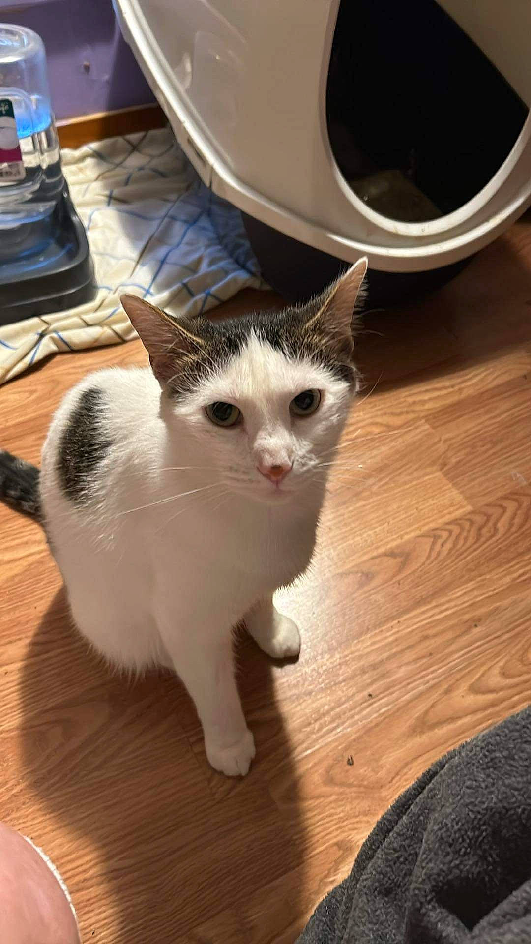 Doobie joined the competition — help win amazing prizes! automotive_tire, carnivore, cat, clothes_dryer, domestic_short_haired_cat, felidae, floor, flooring, fur, hardwood, loudspeaker, paw, pet_supply, small_to_medium_sized_cats, studio_monitor, tail, washing_machine, whiskers, wood, wood_flooring