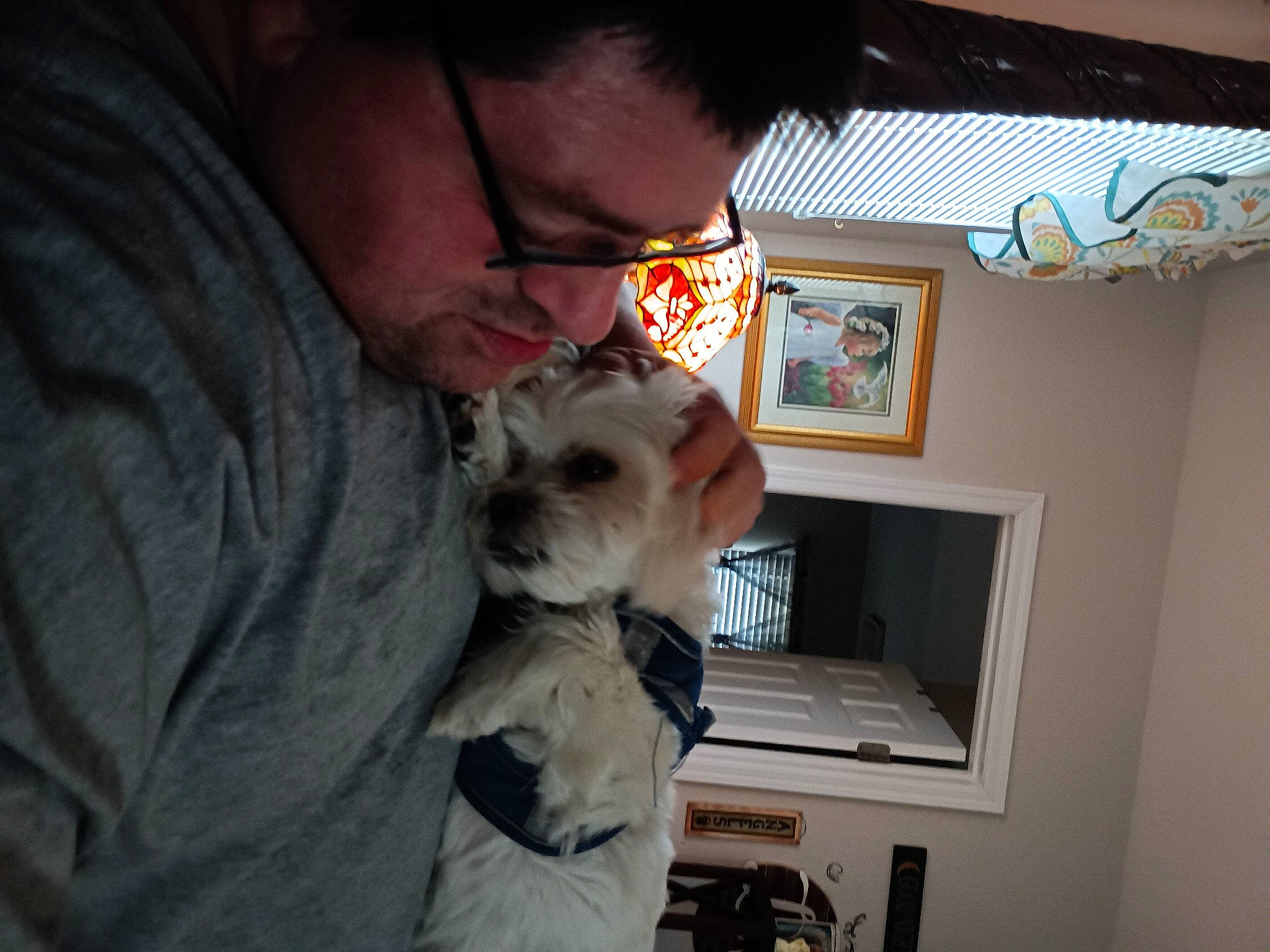 Polo is registered to the contest to win money with this photo: bookcase, carnivore, comfort, companion_dog, dog, dog_breed, ear, eyewear, facial_hair, fawn, felidae, fur, picture_frame, room, small_terrier, small_to_medium_sized_cats, snout, sporting_group, terrier, toy_dog