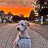 animal, calm, clouds, dog, evening, fur, leash, nature, orange_sky, outdoor, pet, portrait, quiet, residential_area, sidewalk, sky, street, suburban, sunset, trees