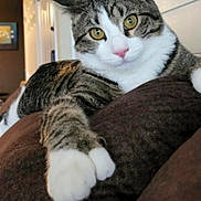 Rocket is registered to the contest to win money with this photo: cat, tabby_cat, indoor, yellow_eyes, paw, cushion, relaxed, feline, pet, whiskers, fur, closeup, domestic_animal, cute, animal, household, comfort, looking, resting, mammal