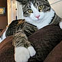 cat, tabby_cat, indoor, yellow_eyes, paw, cushion, relaxed, feline, pet, whiskers, fur, closeup, domestic_animal, cute, animal, household, comfort, looking, resting, mammal