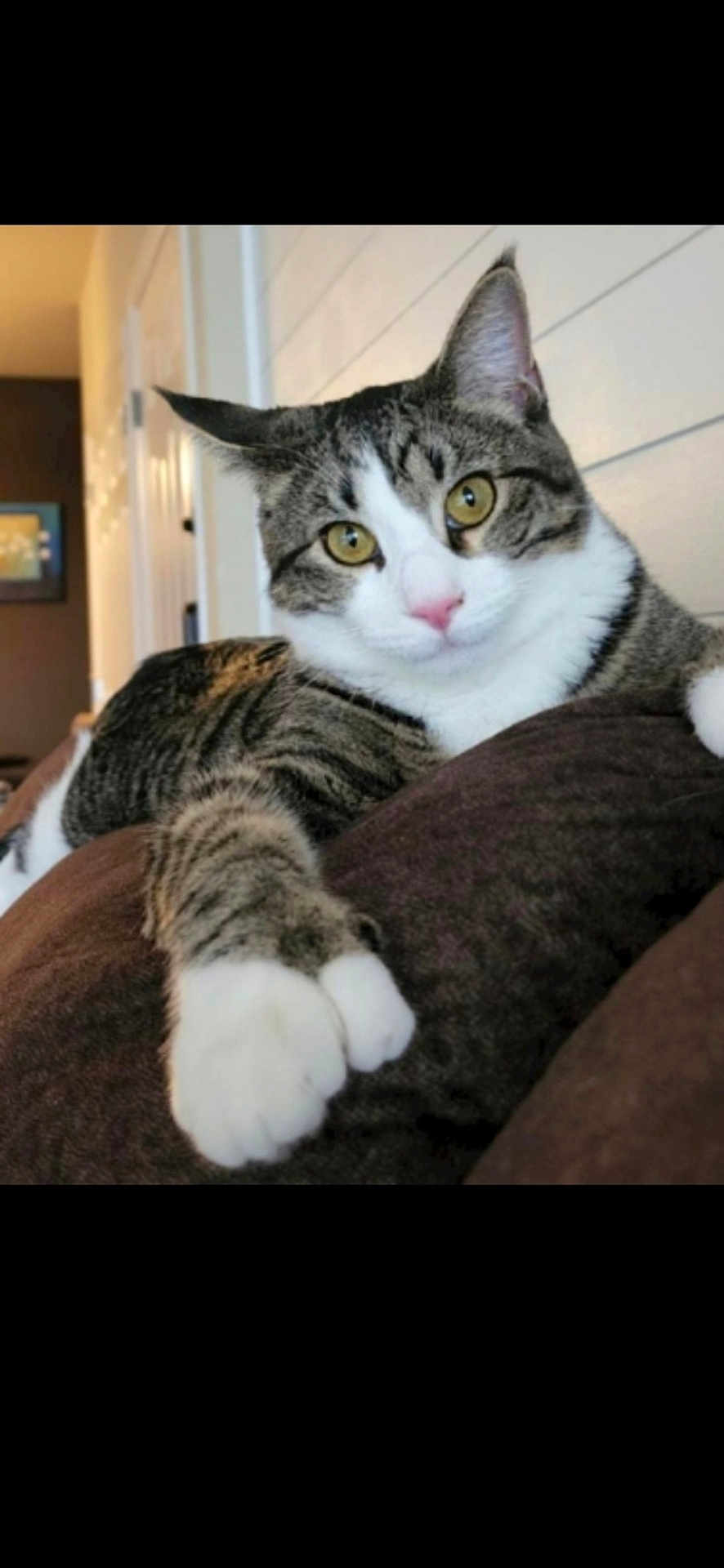 Rocket is registered to the contest to win money with this photo: cat, tabby_cat, indoor, yellow_eyes, paw, cushion, relaxed, feline, pet, whiskers, fur, closeup, domestic_animal, cute, animal, household, comfort, looking, resting, mammal