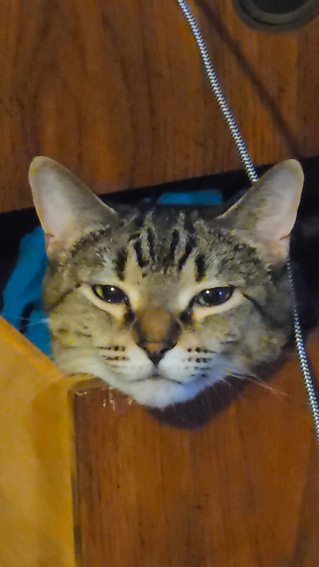Aurora is registered to the contest to win money with this photo: cat, tabby, face, ears, wood, rope, curious, peeking, pet, animal, feline, closeup, indoor, brown, striped, whiskers, eyes, head, muzzle, portrait