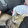 Aurora is registered to the contest to win money with this photo: cat, tabby_cat, green_eyes, car_seat, seatbelt, paper, whiskers, fur, pet, animal, indoor, closeup, looking_up, striped_fur, domestic_cat, relaxed, vehicle, seat, curious, companion_animal