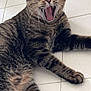 cat, tabby, yawning, feline, pet, indoor, floor, tiled_floor, whiskers, fur, paw, relaxed, cute, animal, mammal, striped, sleepy, domestic_cat, mouth_open, resting
