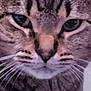 Aurora is registered to the contest to win money with this photo: cat, tabby, close_up, face, whiskers, fur, pet, animal, cute, indoor, mammal, portrait, feline, ears, eyes, nose, pattern, striped, domestic_cat, soft_focus