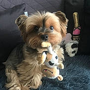 Jody participe au concours pour gagner de l'argent avec cette photo : dog, toy, stuffed_animal, couch, pillow, fur, pet, indoor, cute, small_dog, brown, black, eyes, nose, carpet, playful, animal, mouth, sitting, cozy