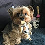 dog, toy, stuffed_animal, couch, pillow, fur, pet, indoor, cute, small_dog, brown, black, eyes, nose, carpet, playful, animal, mouth, sitting, cozy