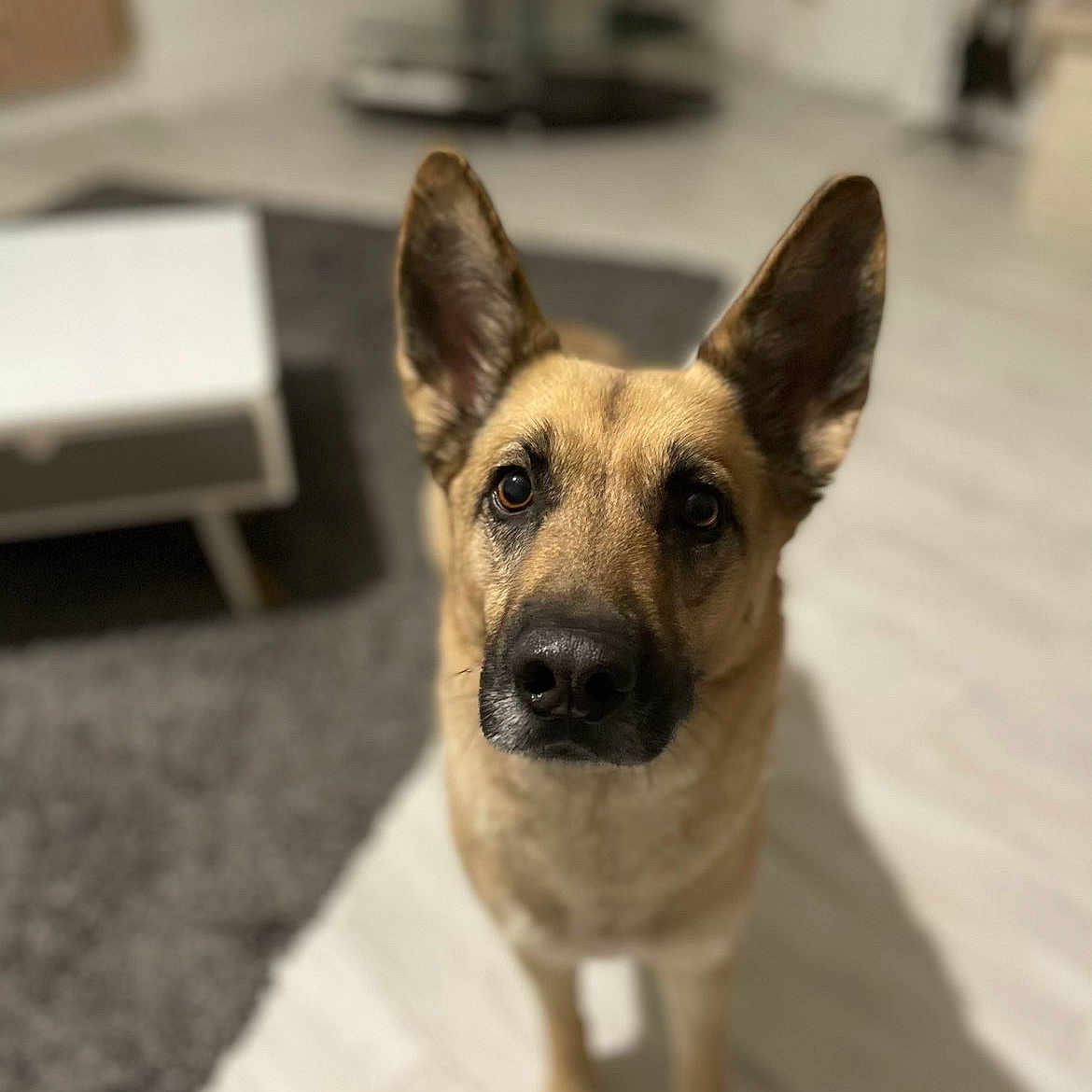 Guiz participe au concours pour gagner de l'argent avec cette photo : dog, shepherd_mix, pet, portrait, sitting, indoors, bed, bedroom, ears, upright_ears, brown_fur, black_muzzle, animal, companion, alert, eye_contact, closeup, home, carpet, furniture