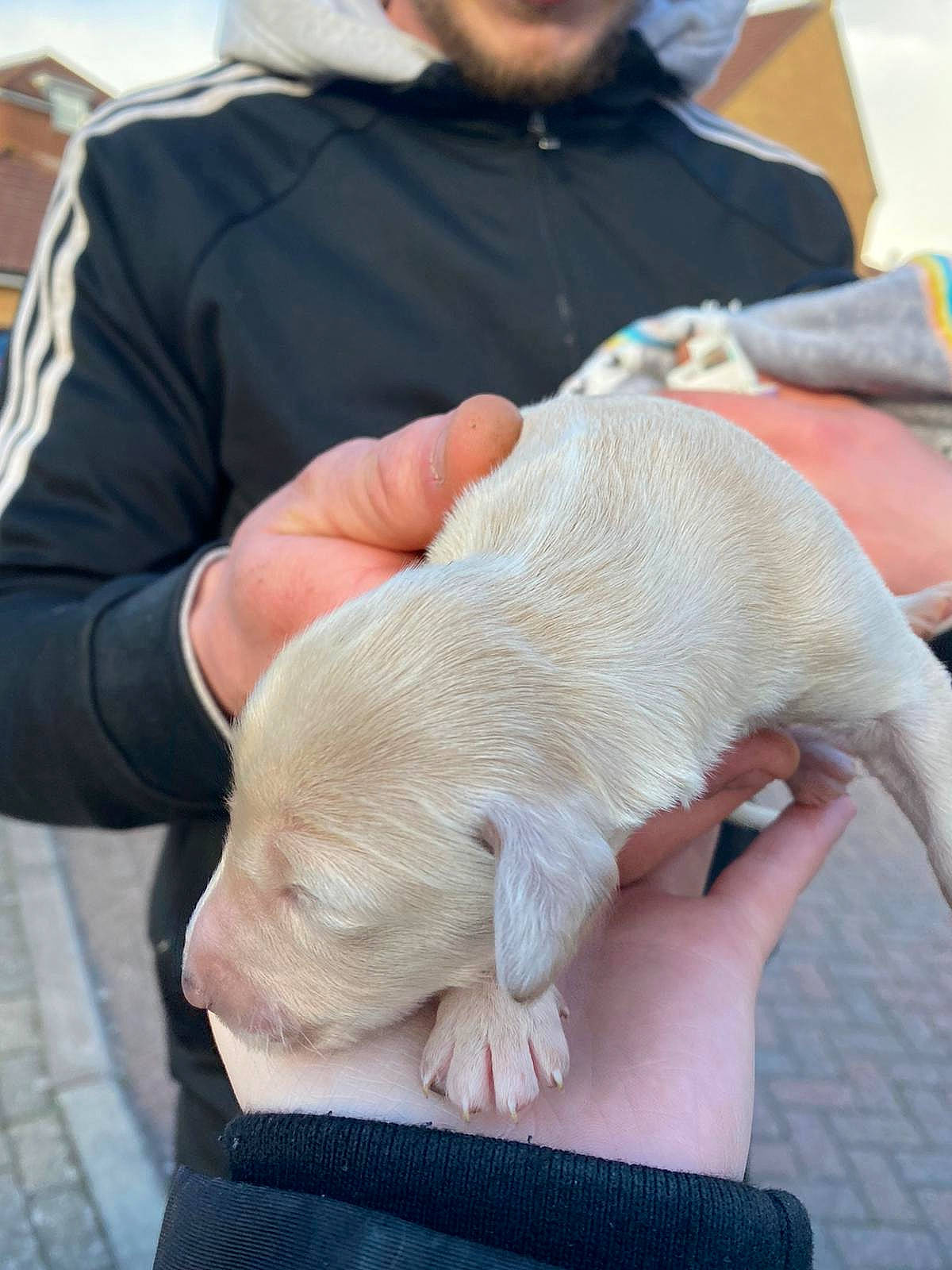 Layla joined the competition — help win amazing prizes! baseball_cap, canidae, claw, comfort, companion_dog, fawn, felidae, finger, fur, gesture, hand, hat, mushroom, nail, reptile, snout, tail, thumb, wool, wrinkle