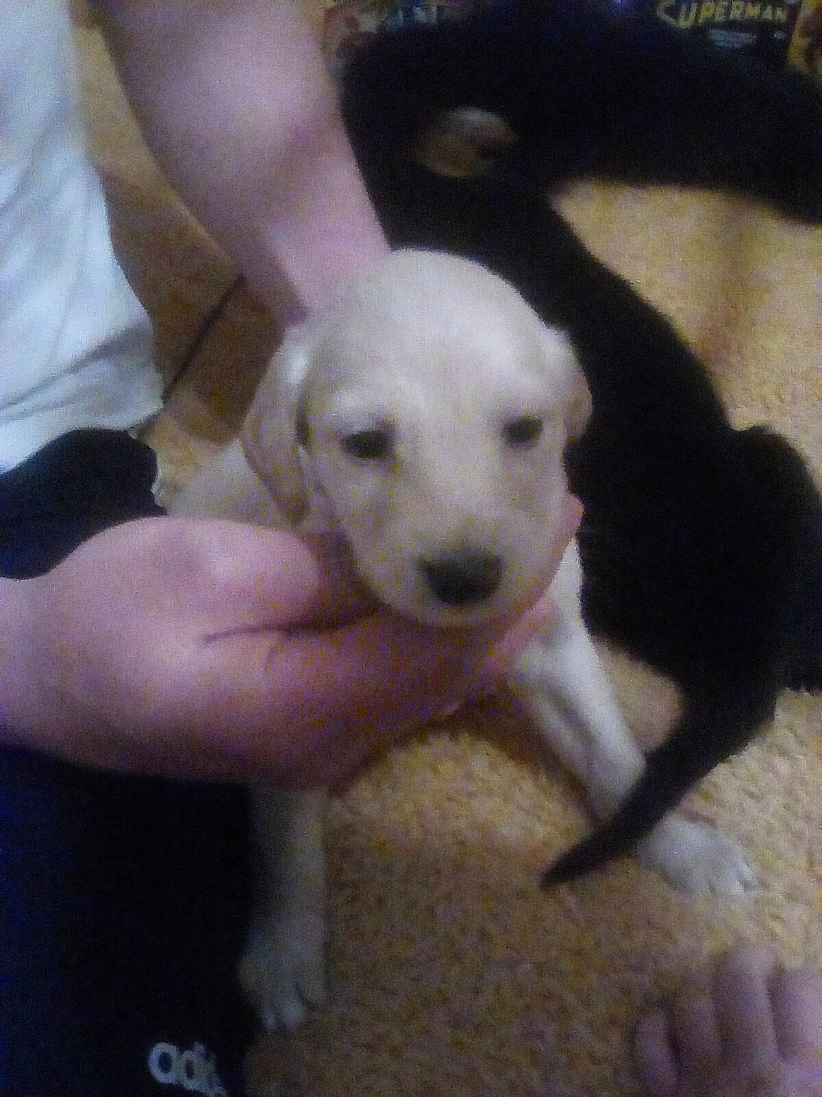 Layla is registered to the contest to win money with this photo: carnivore, companion_dog, dog, dog_breed, fawn, flooring, foot, nail, non_sporting_group, paw, snout, sporting_group, tail, working_animal