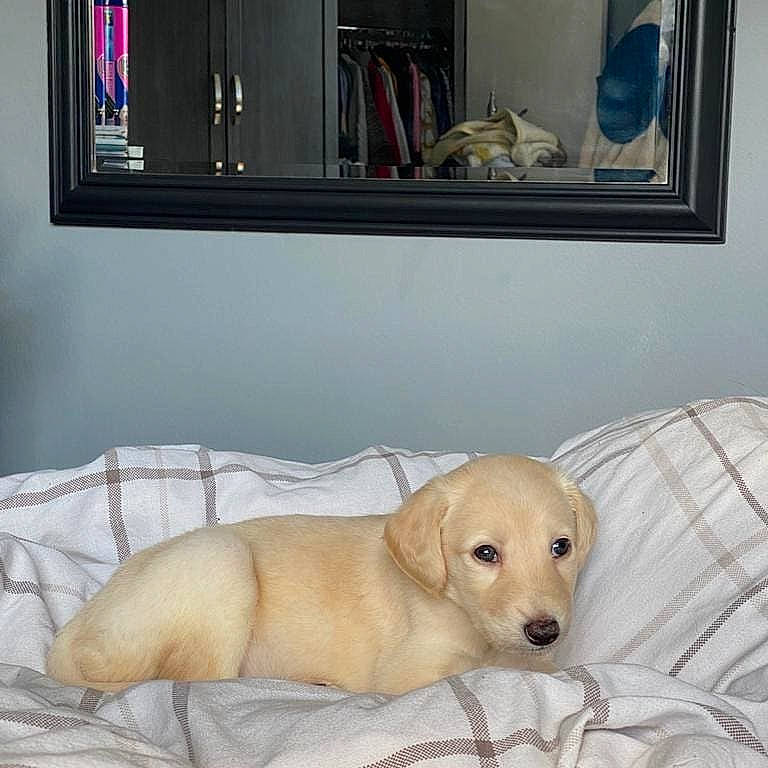 Layla is registered to the contest to win money with this photo: carnivore, comfort, companion_dog, couch, dog, dog_breed, dog_supply, fawn, flooring, hardwood, linens, mirror, pet_supply, picture_frame, retriever, room, snout, sporting_group, tail, working_animal