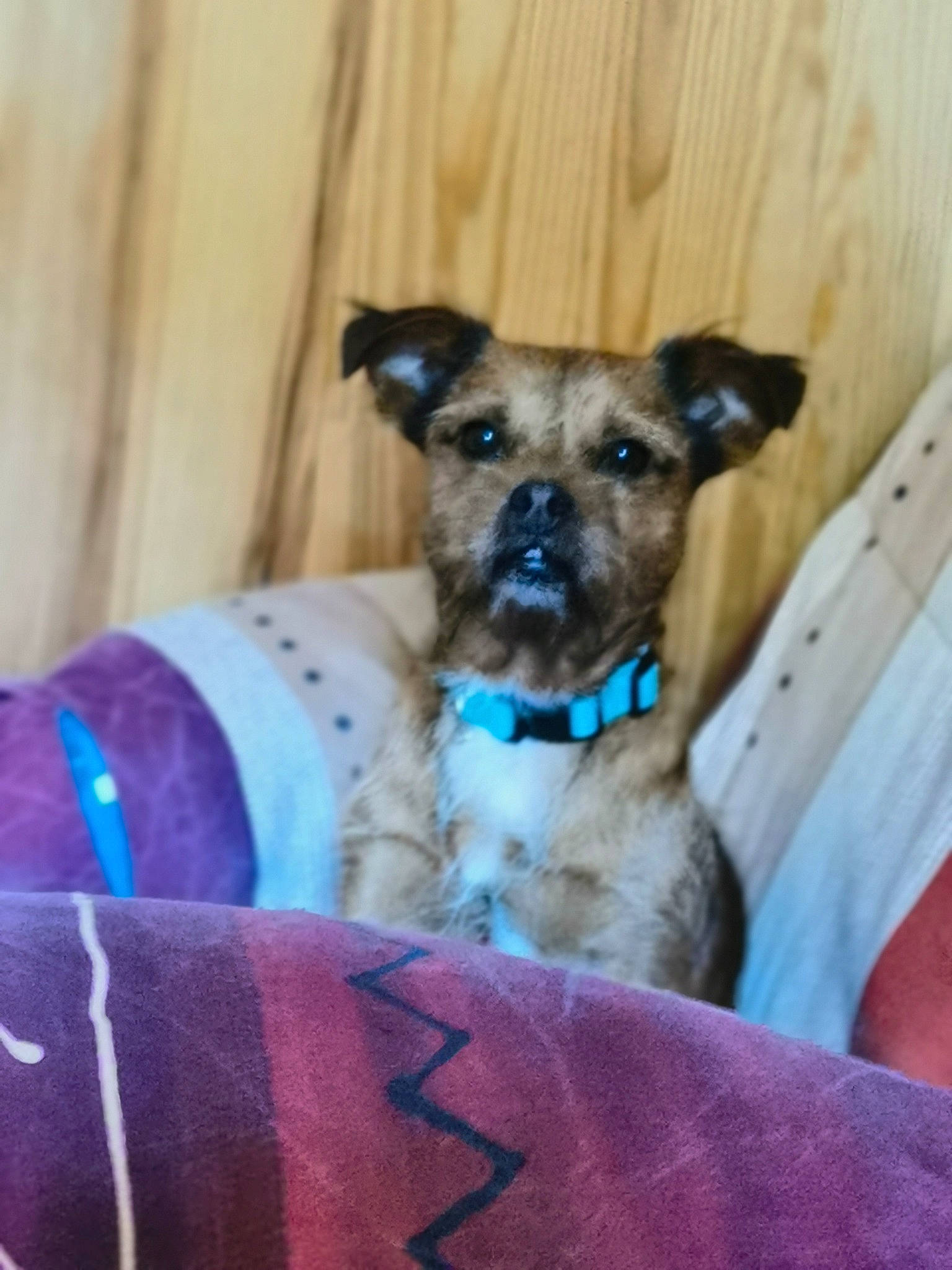 Minus participe au concours pour gagner de l'argent avec cette photo : carnivore, chair, collar, comfort, companion_dog, dog, dog_breed, dog_collar, dog_supply, electric_blue, fawn, magenta, pet_supply, snout, sporting_group, terrestrial_animal, terrier, toy_dog, whiskers, working_animal