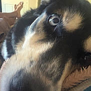 Atticus is registered to the contest to win money with this photo: dog, close_up, indoor, resting, blanket, fur, eye, soft, cozy, animal, pet, face, lying_down, human_legs, comfort, domestic, relaxed, brown, black, white