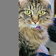 Apollo is registered to the contest to win money with this photo: cat, close_up, collar, cute, domestic_animal, ear_tufts, feline, fireplace, fluffy_fur, green_eyes, home, indoor, looking, pet, portrait, purple_collar, shelf, sitting, tabby, whiskers