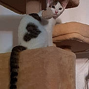 Sencha a rejoint le concours — aidez-le/la à gagner de superbes lots ! cat, cat_tree, indoor, feline, pet, striped_tail, hand, nail_polish, beige, curious, looking_at_camera, playful, fur, animal, domestic, claw_scratcher, resting, soft_lighting, wall, human