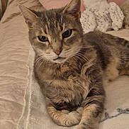 Lixy participe au concours pour gagner de l'argent avec cette photo : cat, tabby_cat, pet, indoor, bed, blanket, stuffed_animal, owl_toy, feline, relaxed, animal, cute, fur, whiskers, paw, resting, cozy, domestic, looking_at_camera, home