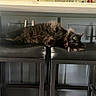 Felix joined the competition — help win amazing prizes! animal, black_cat, cabinet, cat, countertop, curious, domestic, eyes, fur, furniture, household, indoor, kitchen, laying, leather, long_hair, pet, relaxing, resting, stool