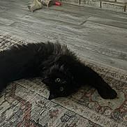 Felix joined the competition — help win amazing prizes! animal, black_cat, boots, brick_wall, cat, cozy, curious_eyes, domestic_animal, floor, fluffy_fur, furniture, green_eyes, home_interior, indoor, lying_down, patterned_rug, pet, relaxed, rug, wooden_floor