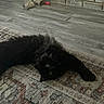 animal, black_cat, boots, brick_wall, cat, cozy, curious_eyes, domestic_animal, floor, fluffy_fur, furniture, green_eyes, home_interior, indoor, lying_down, patterned_rug, pet, relaxed, rug, wooden_floor
