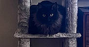 Felix is registered to the contest to win money with this photo: animal, black_cat, cat, cat_tree, cozy, cute, domestic_animal, eyes, fluffy, fur, furniture, home, indoor, mammal, perched, pet, quiet, resting, shadow, still