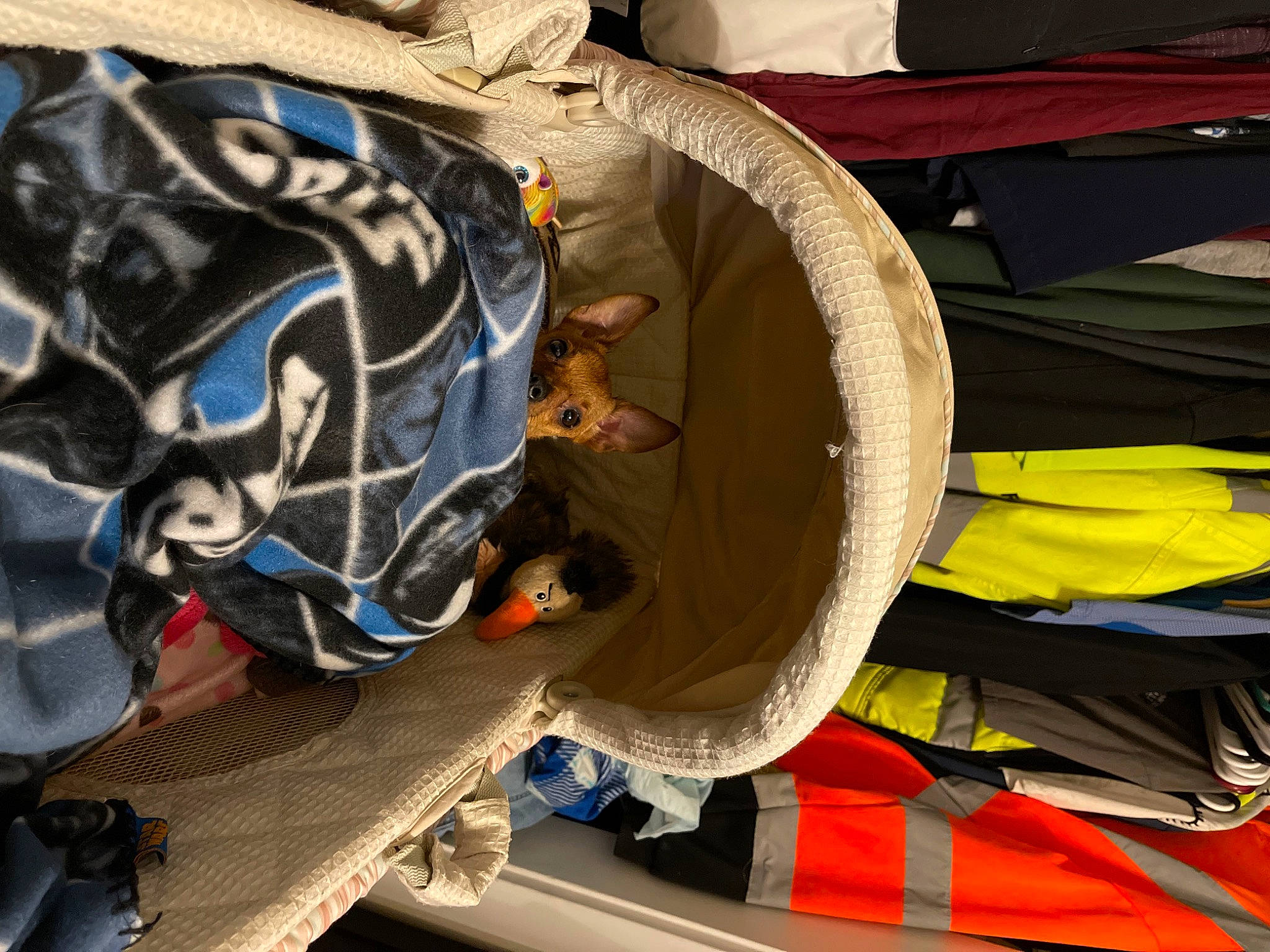 Kanga is registered to the contest to win money with this photo: auto_part, automotive_tire, bag, carmine, electric_blue, fashion_accessory, hat, headgear, helmet, machine, outdoor_shoe, personal_protective_equipment, sleeve, sports_gear, sportswear, uniform