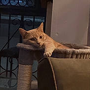 Luna is registered to the contest to win money with this photo: cat, orange_cat, cat_tree, indoor, pet, animal, feline, relaxed, paw, plush, furniture, window, gate, resting, cute, domestic, whiskers, ears, looking, cozy