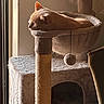 Luna joined the competition — help win amazing prizes! cat, cat_hammock, scratching_post, plush, sleeping, ginger_cat, indoor, natural_light, window, pet, feline, cozy, resting, toy_ball, furniture, home, quiet, relaxation, animal, soft