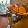 Luna is registered to the contest to win money with this photo: cat, orange_cat, cat_tree, pet, indoor, window, furniture, sleepy, relaxed, wood_floor, toy_ball, scratching_post, cozy, home, animal, mammal, domestic, resting, fur, ears