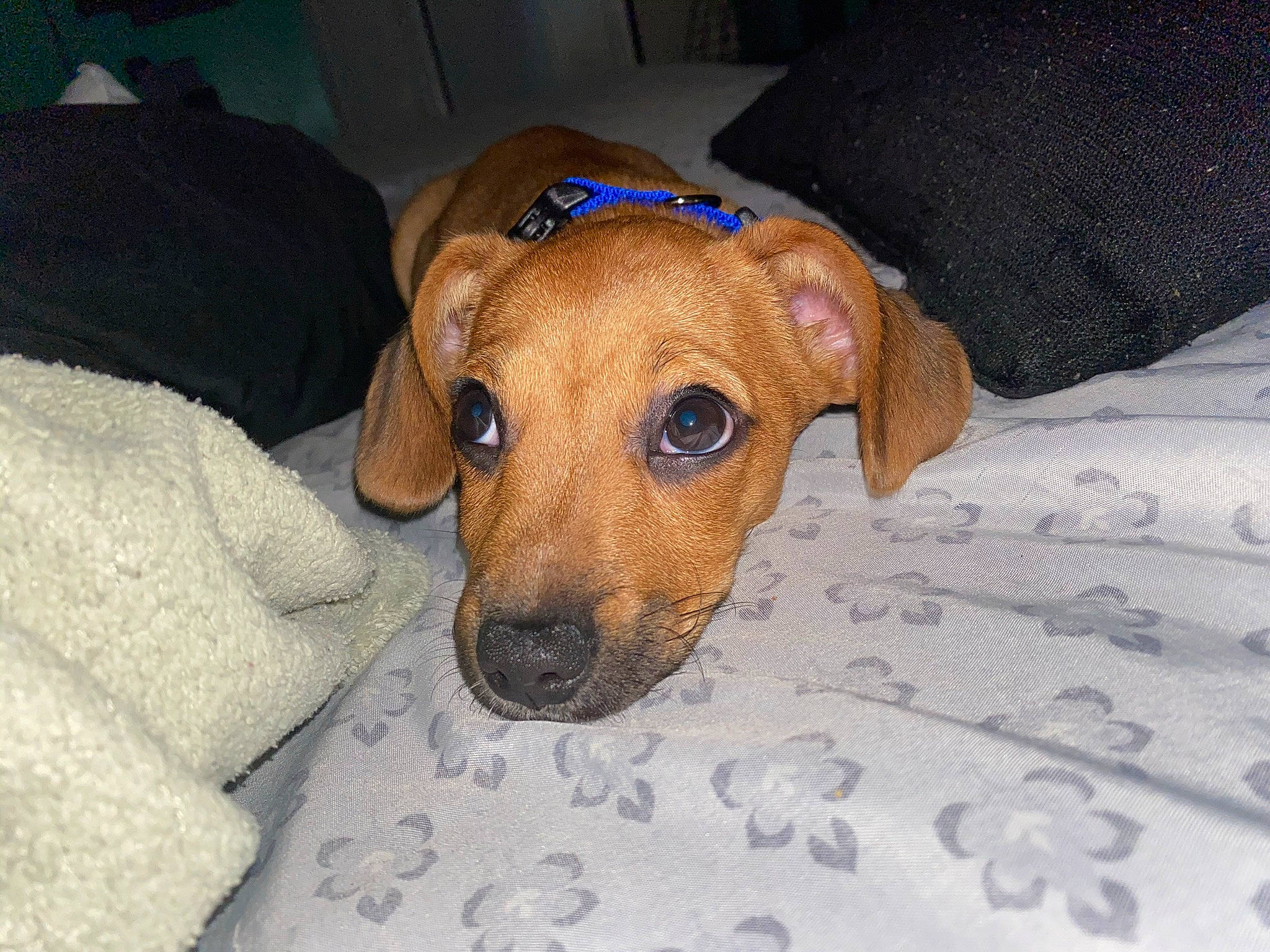 Blue joined the competition — help win amazing prizes! bed, canidae, carnivore, comfort, companion_dog, dog, dog_breed, dog_supply, fawn, home_accessories, linens, liver, pet_supply, snout, sporting_group, tan, whiskers, working_animal, working_dog